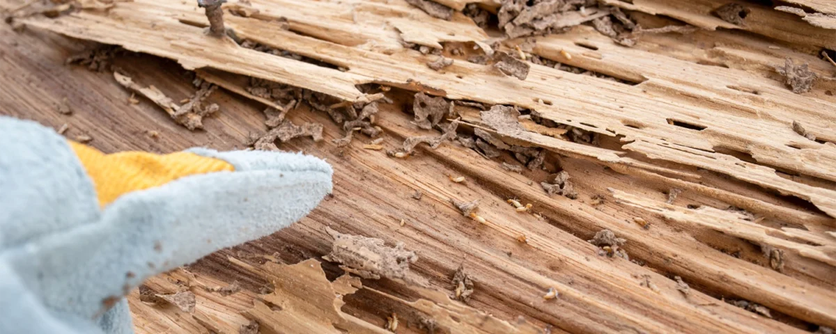 signs of termite damage