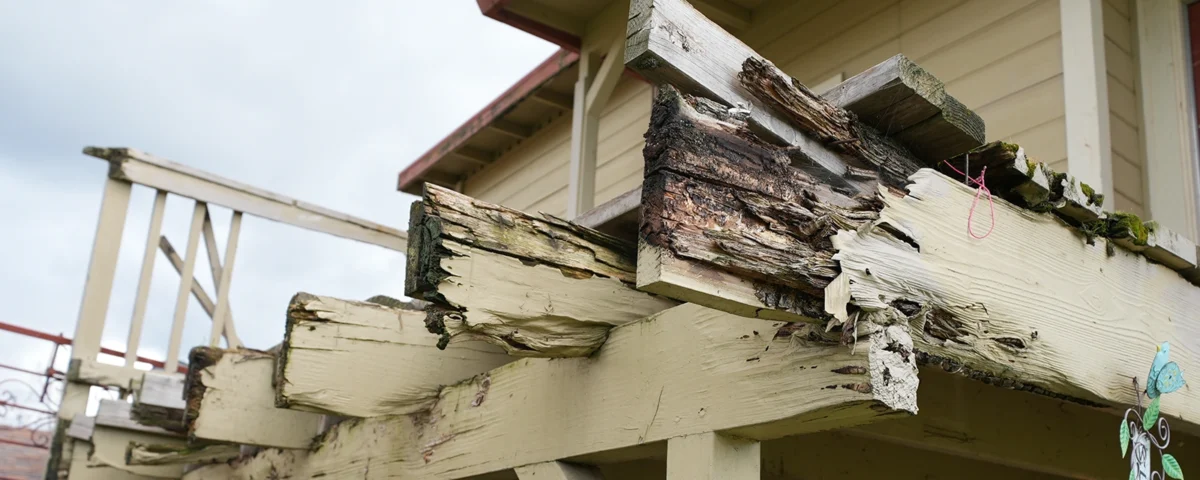 how to check if i have dry rot